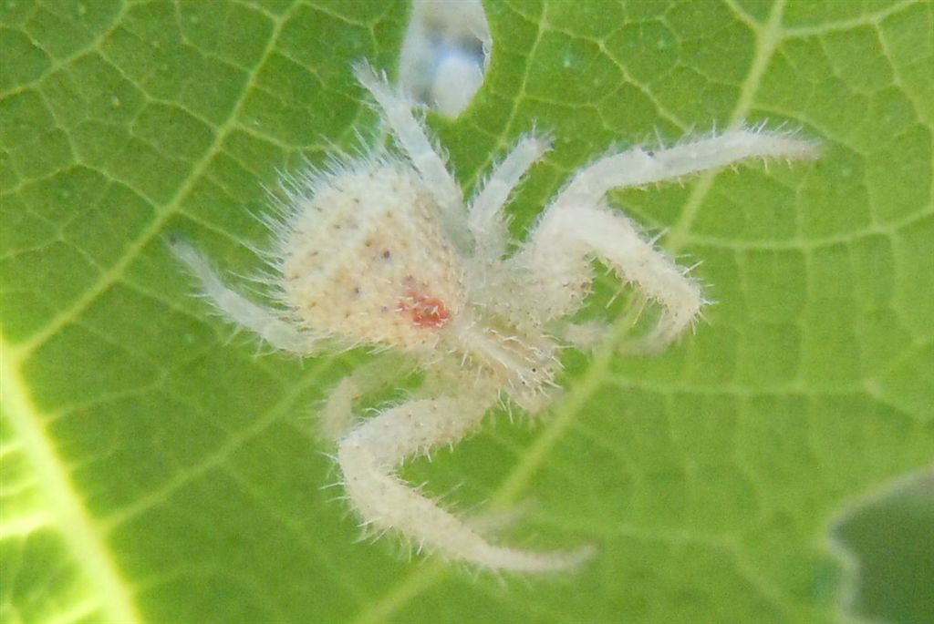 Giovane Heriaeus sp. - Reggia di Caserta (CE)